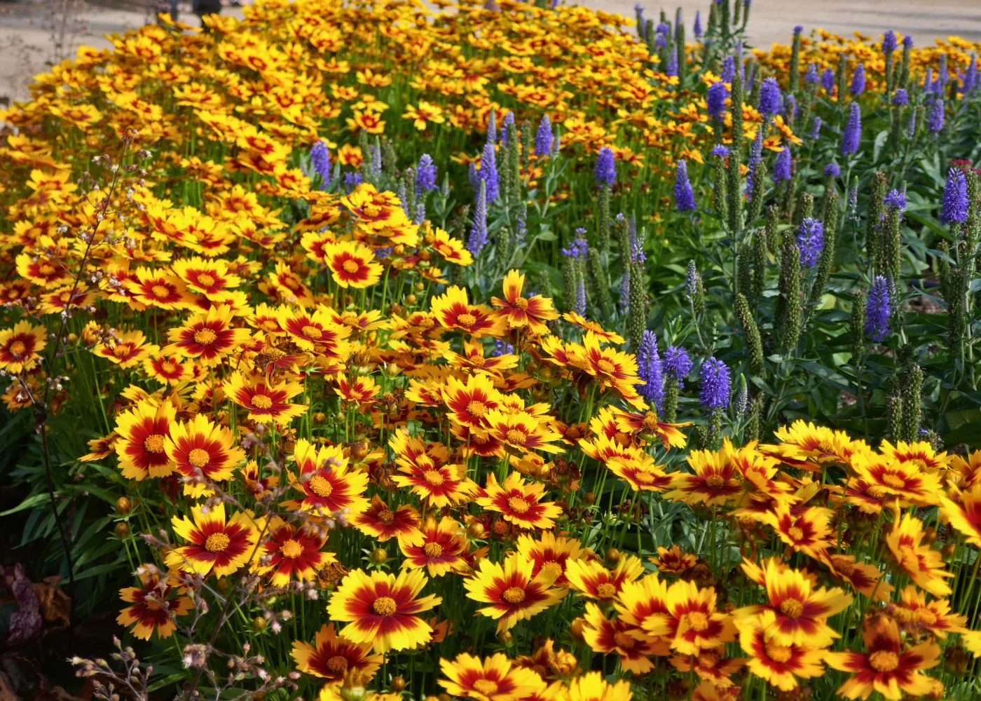 Grow Your Dream Garden Today