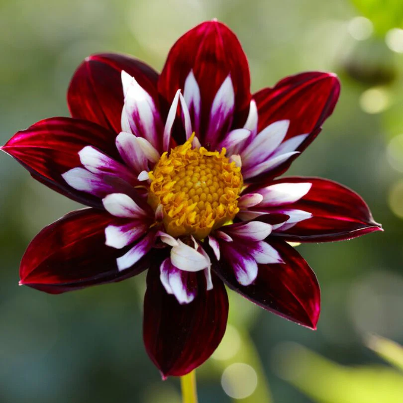 New Perennials